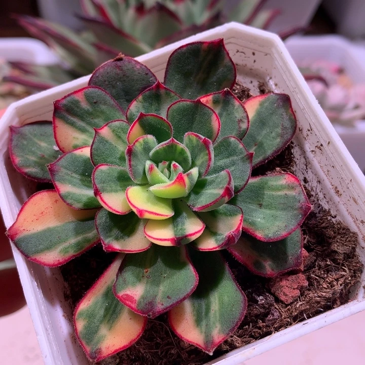 丹尼尔锦花锦有全锦叶