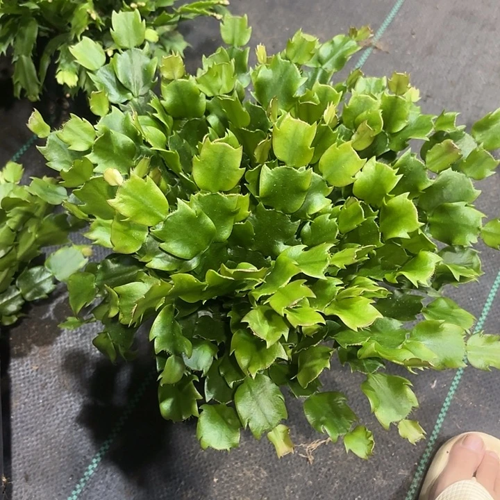 小***磊当前无花栽培后可以开花