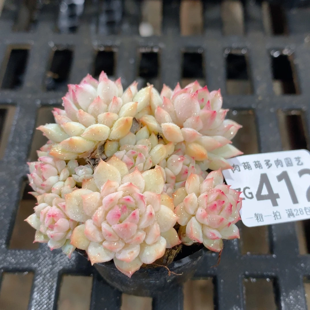 肉萌萌拇指盆精控多肉ZG412