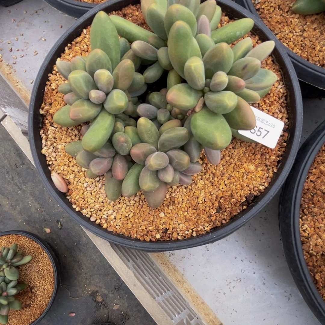 漫***漫s57糖果美人群生无砍