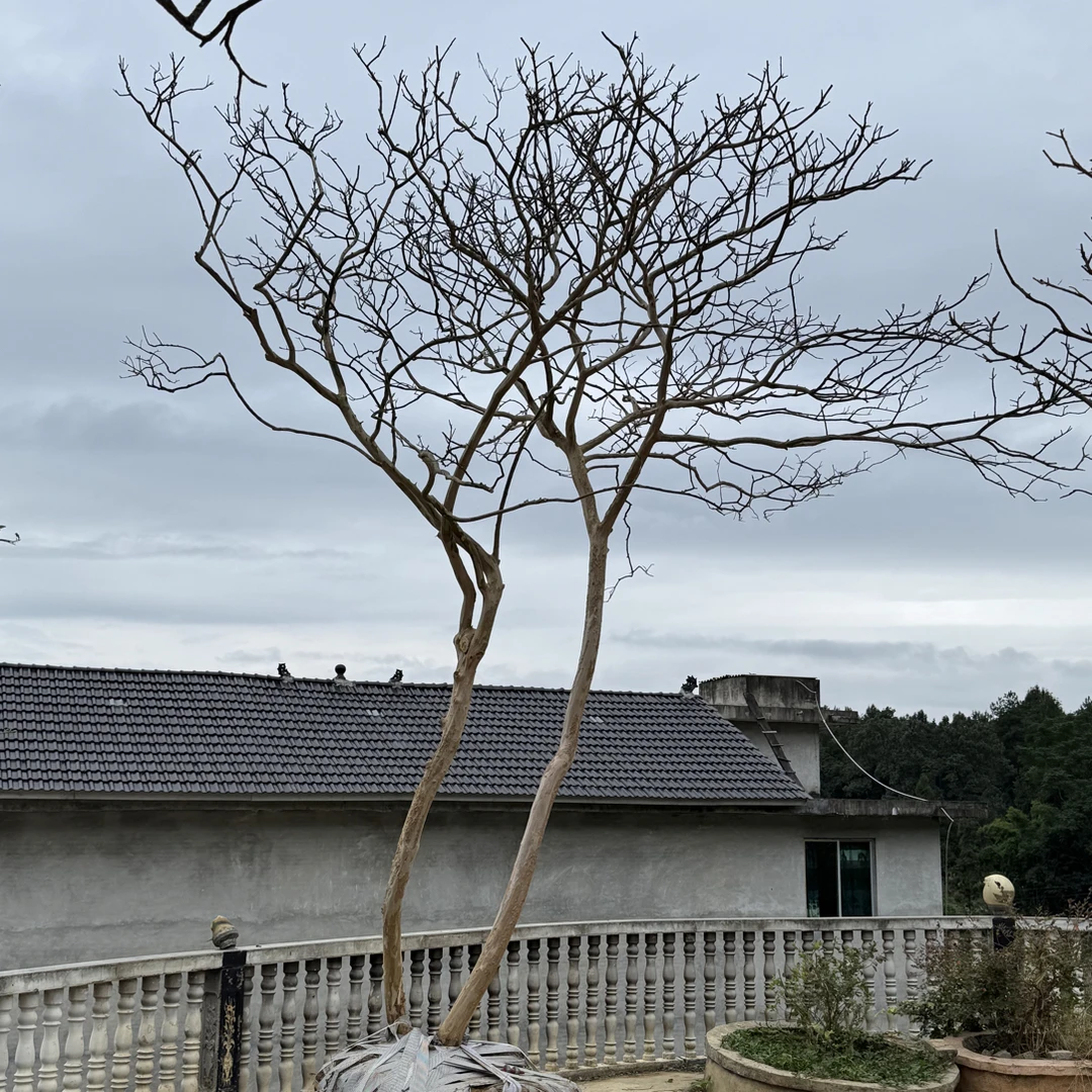 贵州原生紫薇绿植红花阮迪慧乌桕树高市早苗涉台最新表态