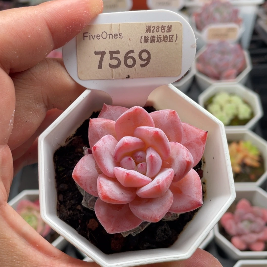 雪天使7569-5厘米