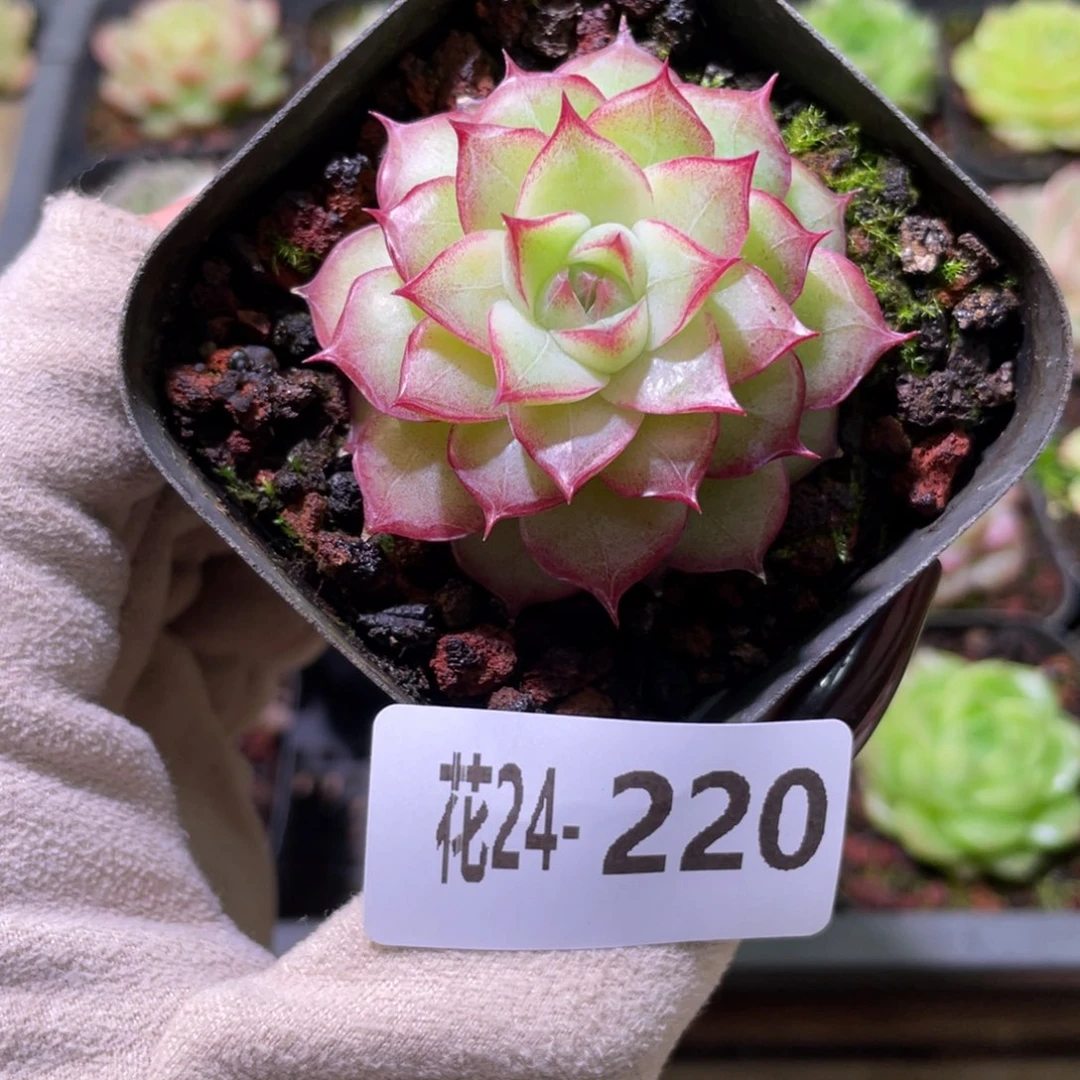 花利美24-220女王玫瑰