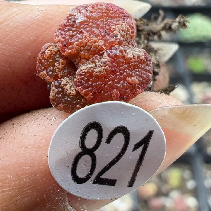 821好11111111111111111