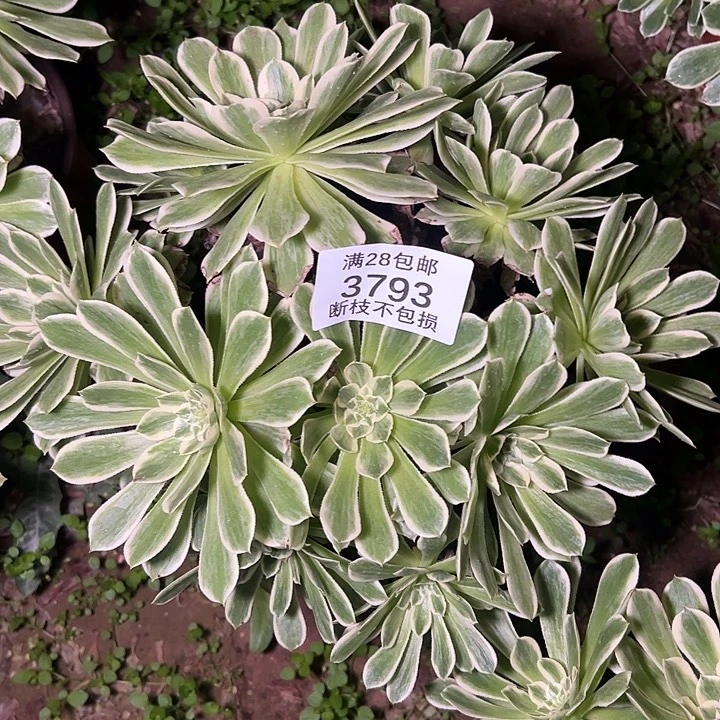 3793丛林碧浪多肉植物