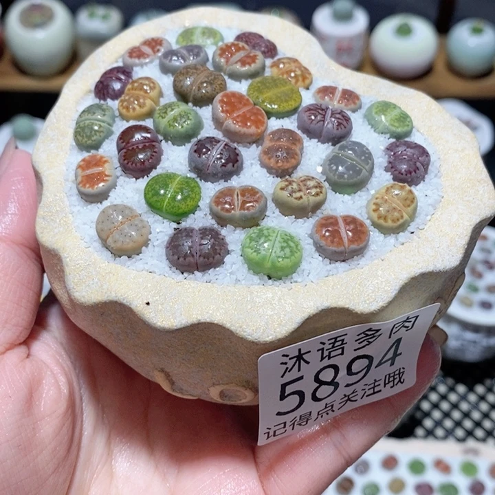 带盆土植物 一物一拍5894