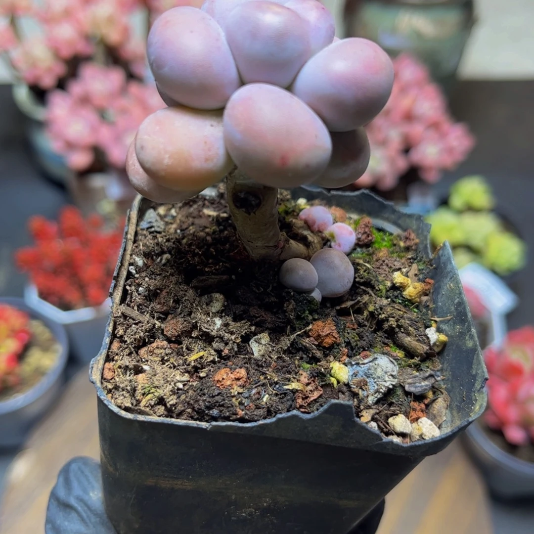 118芭比奶酪5厘米多肉