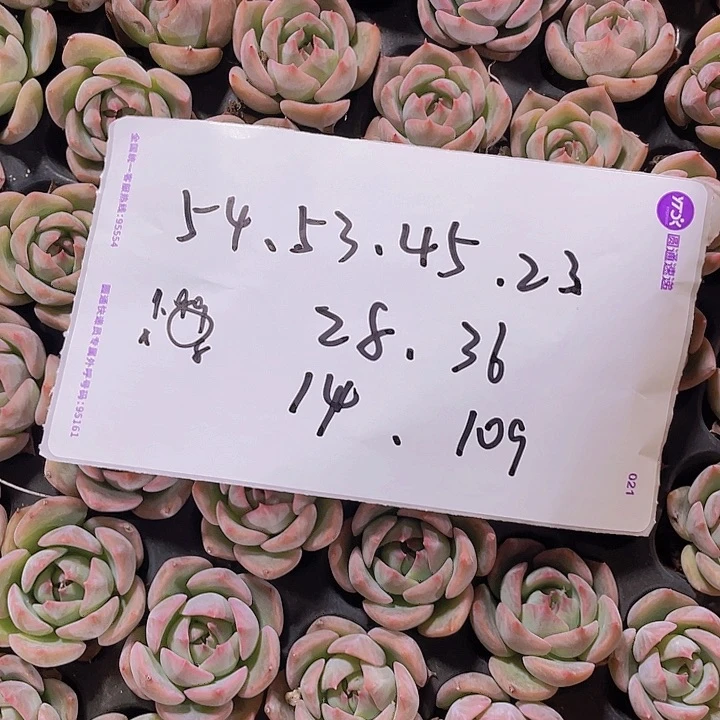 ?***?精品自选15米的纸条