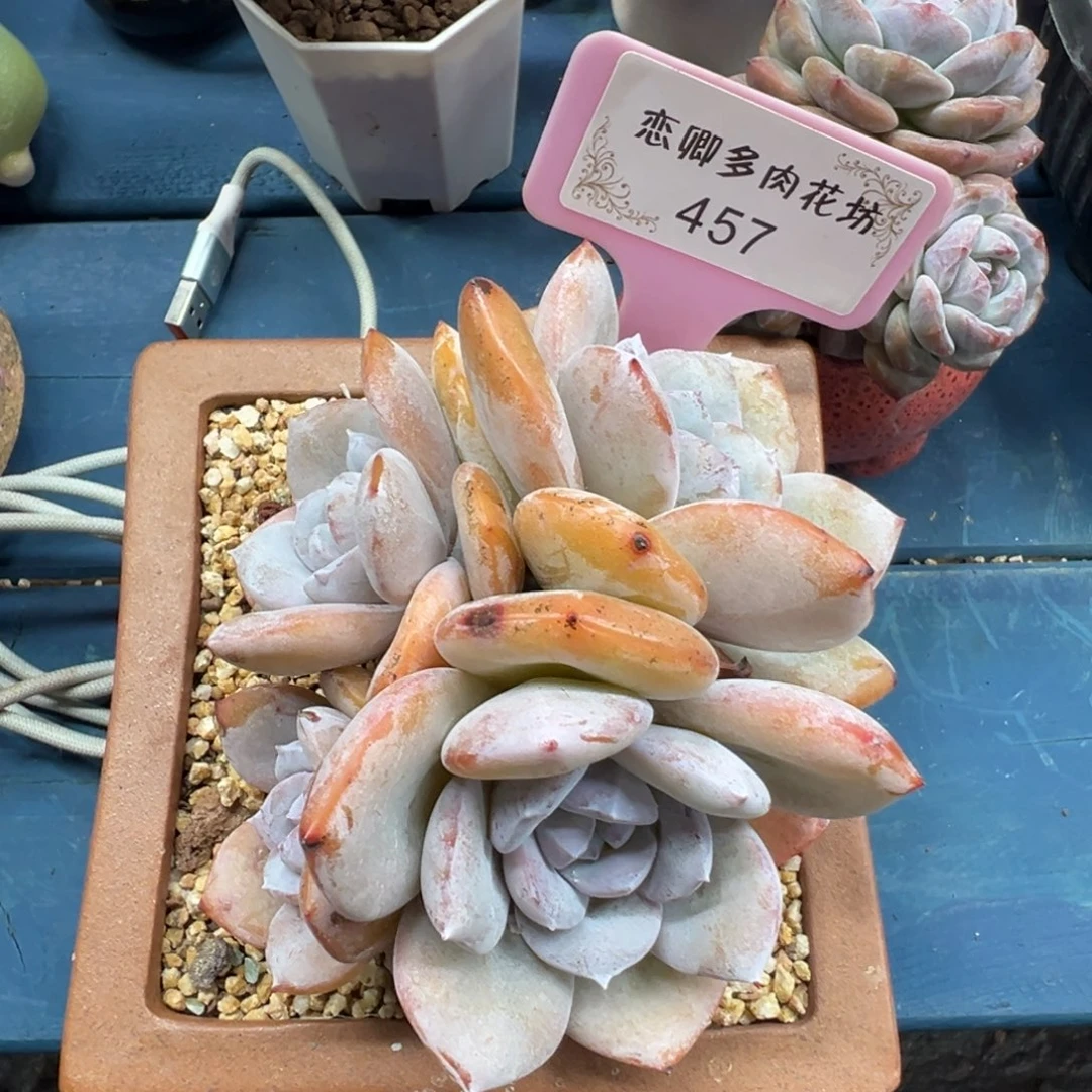 b***纳457号奶茶老桩多头无砍