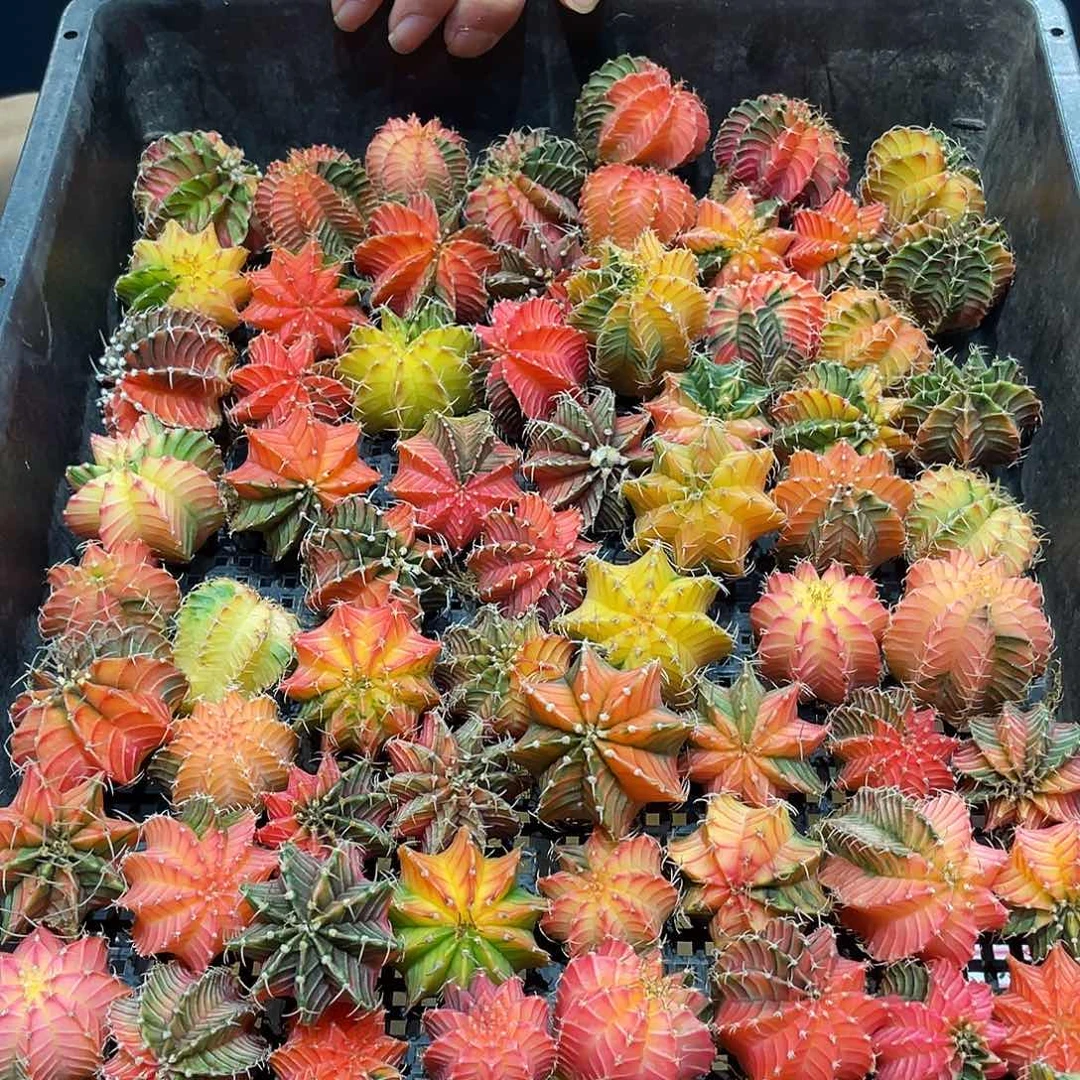 2颗3cm实生泰系肋骨牡丹锦