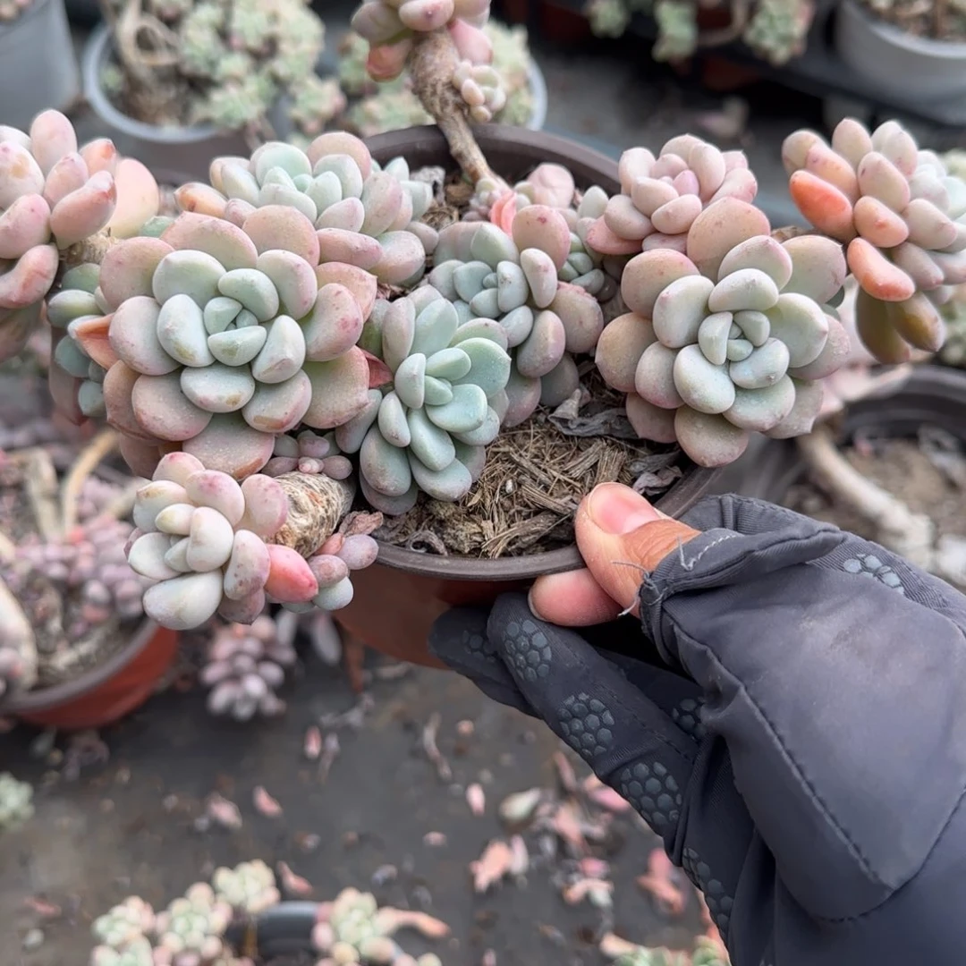 无花朵120花斑鹿老桩