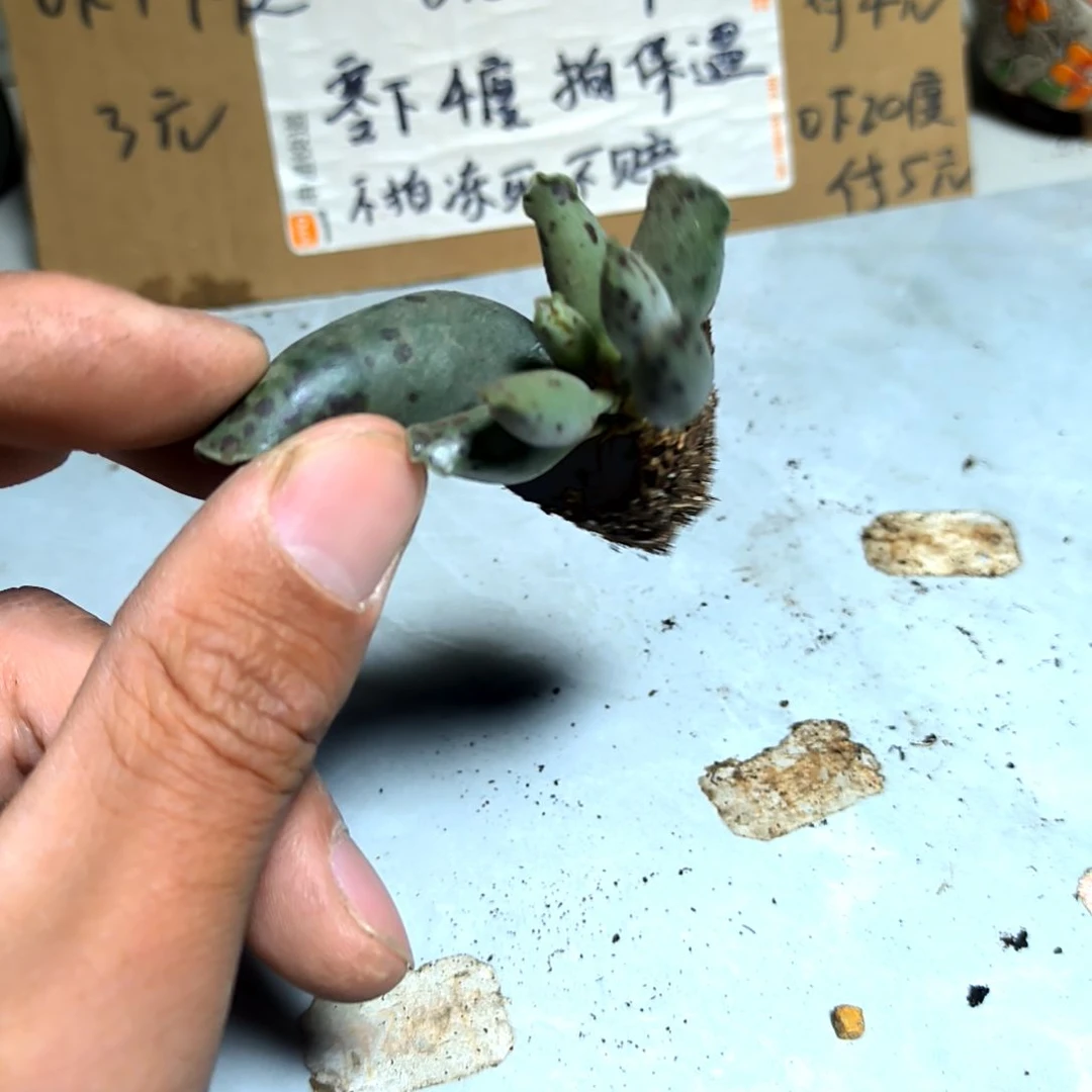 满6元包邮，海豹一颗小