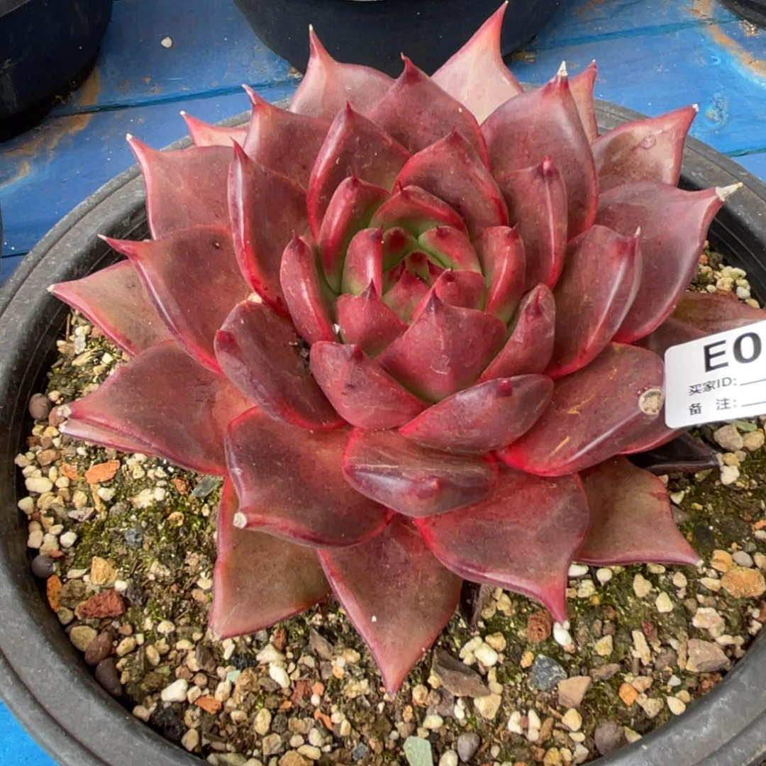 无花朵若如东云单拍E083