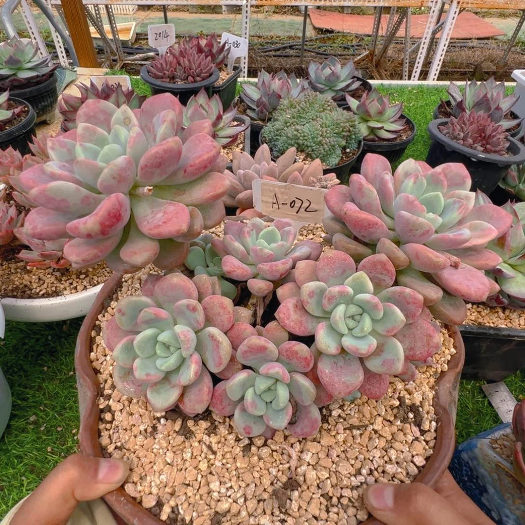 花瓣鹿72号一物一拍