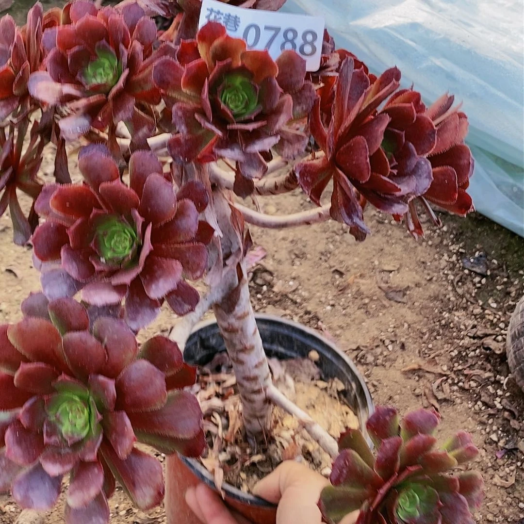 788号黑萝莉多肉植物