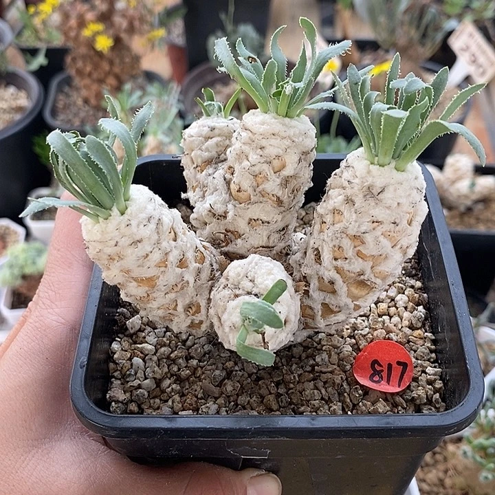 817一刨花厚敦菊一一一一