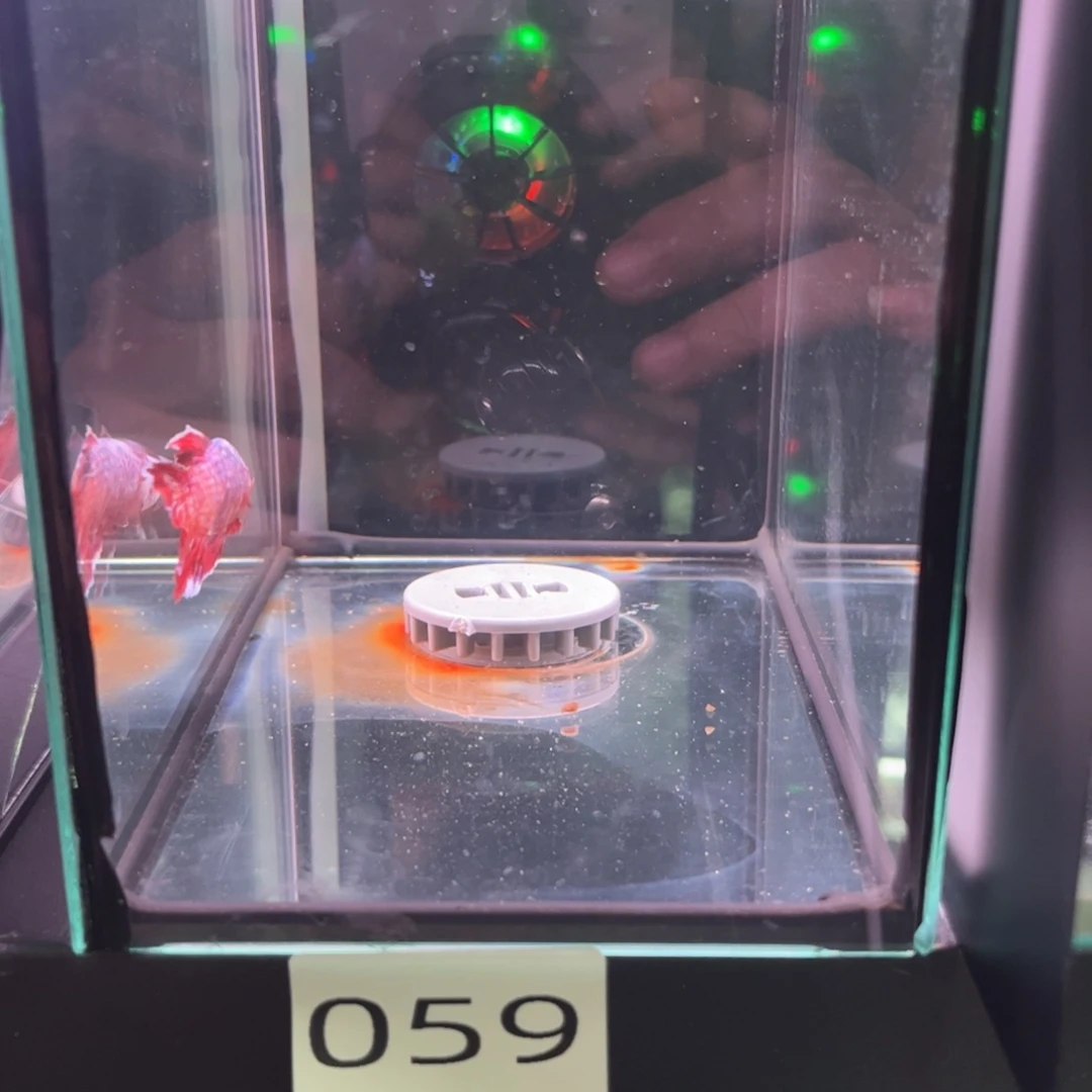 斗鱼斗鱼泰国斗鱼059