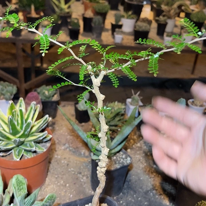 无花朵象足漆树一物一拍