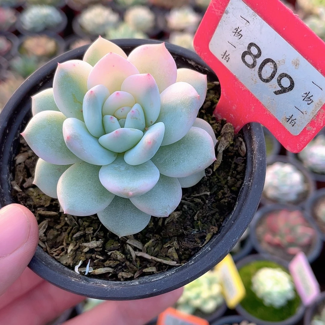 梦露锦809号多肉植物