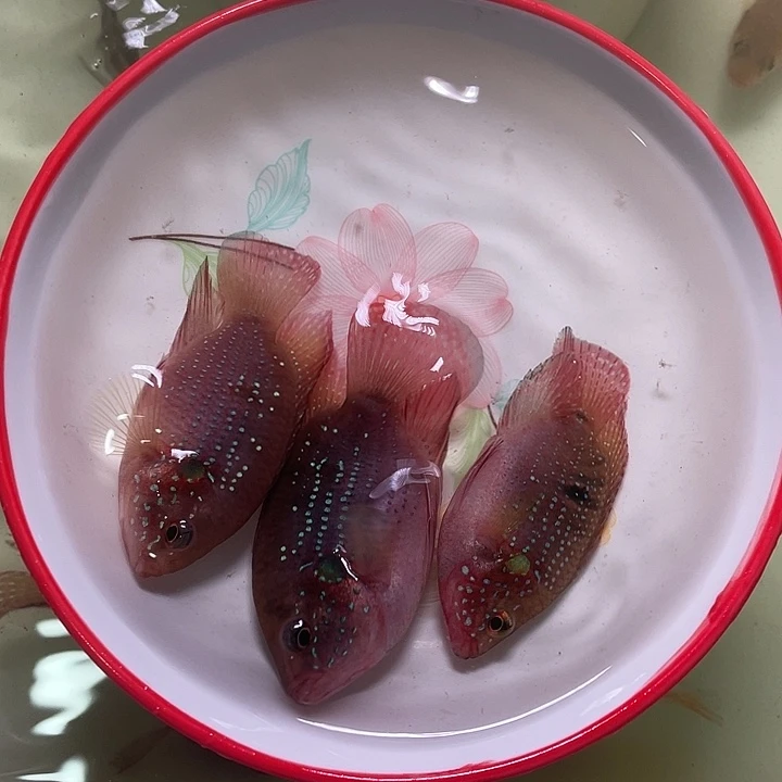 红宝石鱼红宝石2条备损1