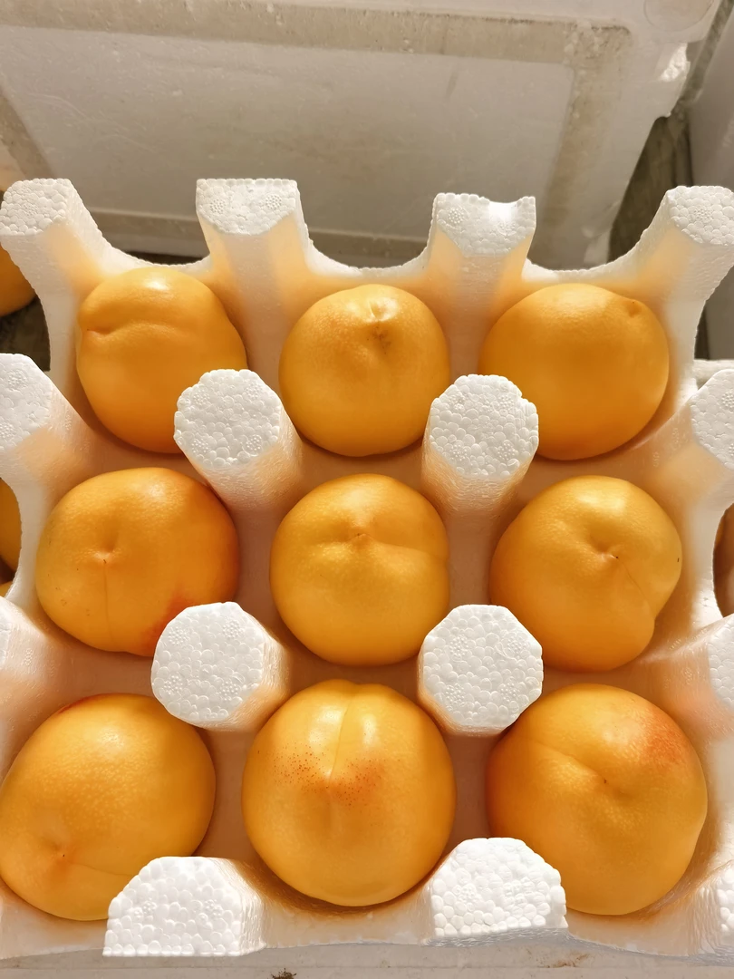 大连黄金蜜桃芒果桃产地直发顺丰陆运现摘现发#黄金芒果桃#上热搜