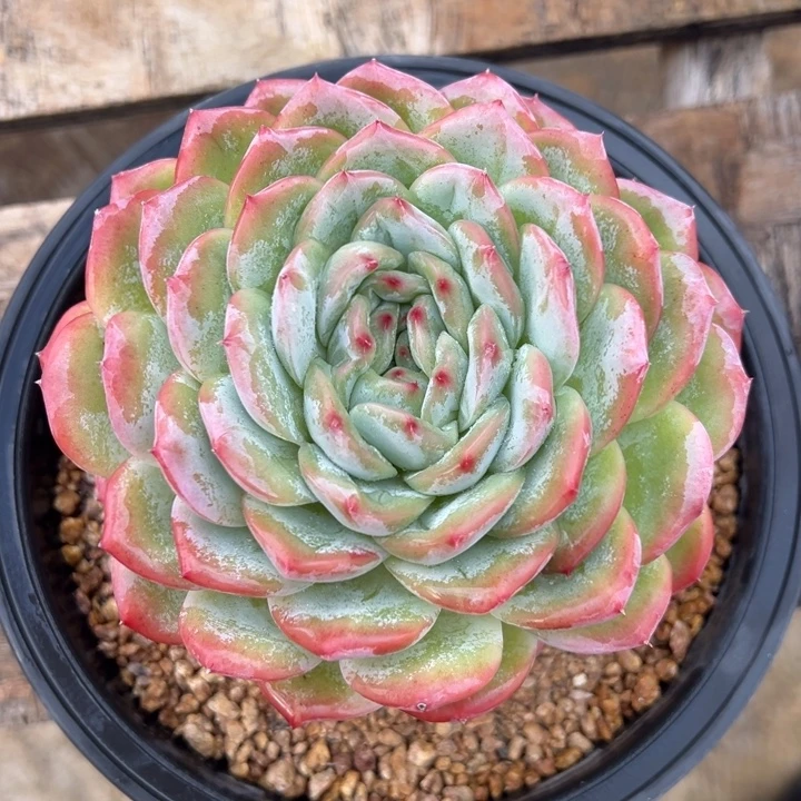 红袖 单头 多肉植物