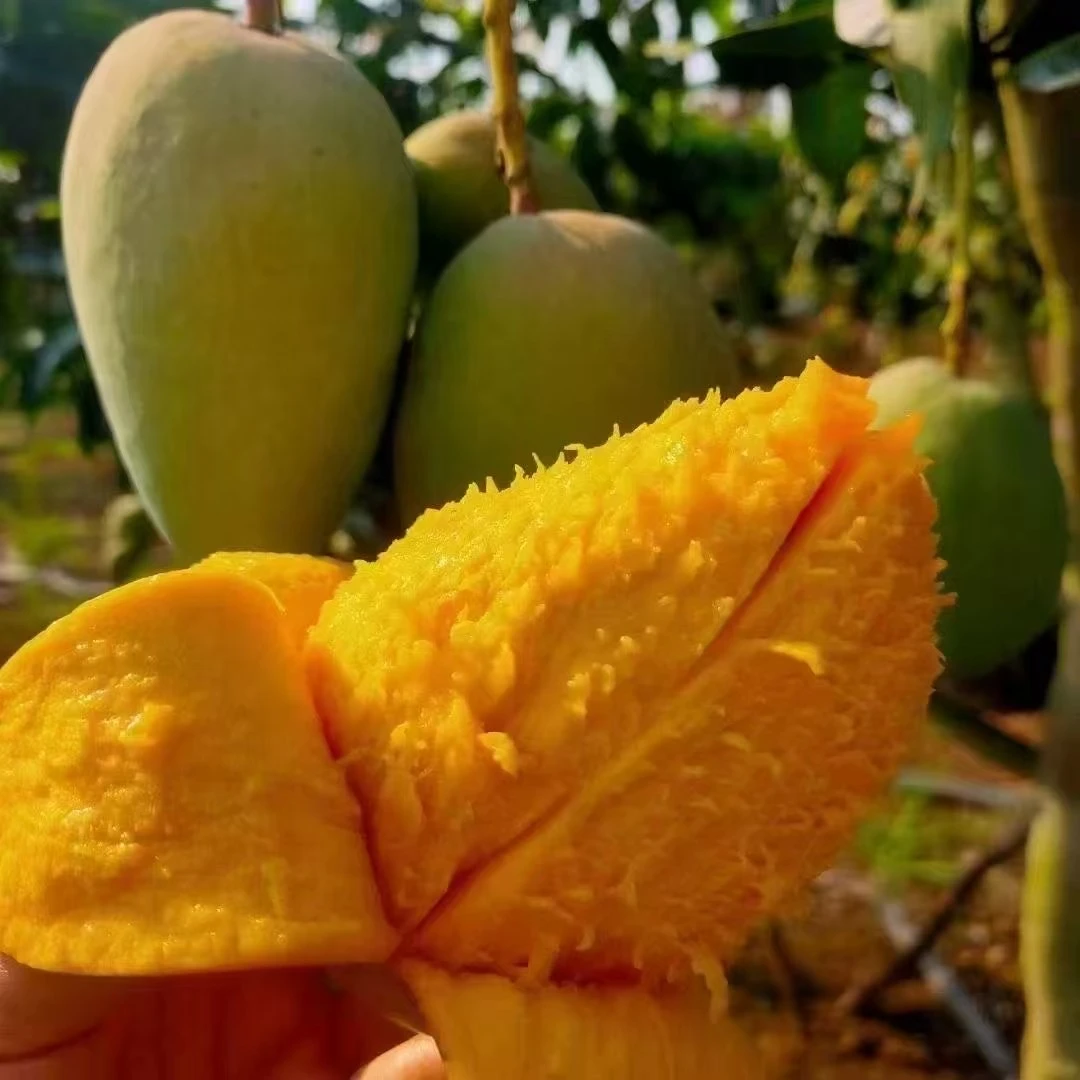 覃斗沙子土台农芒果