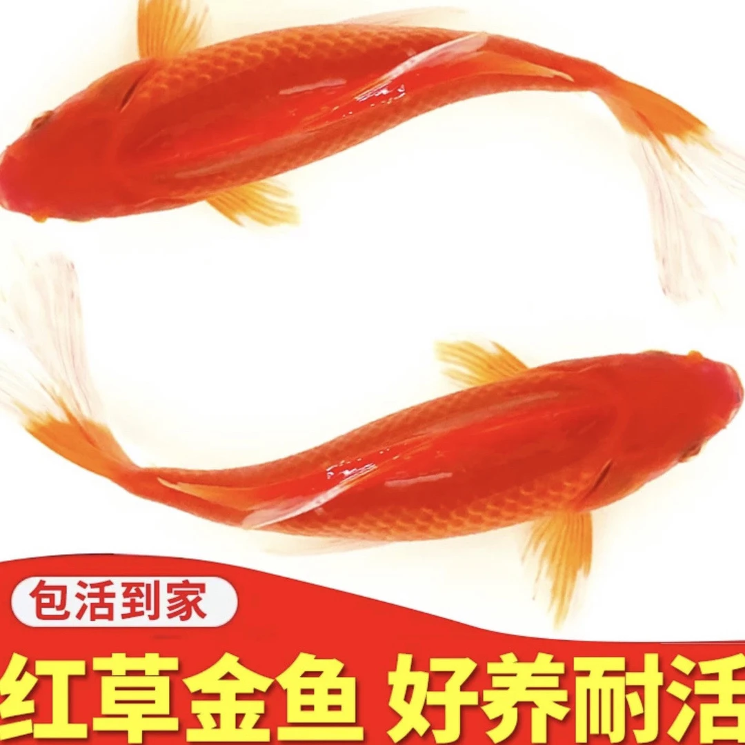 超大尺寸11条8-10厘米精品草金冷水鱼观赏鱼淡水鱼新手好养（包损）