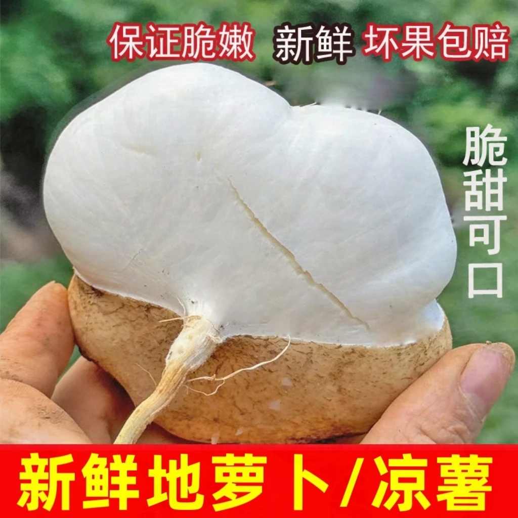 [新鲜地萝卜]现挖凉薯地瓜地瓜现挖土瓜黄沙土地桃豆薯沙葛