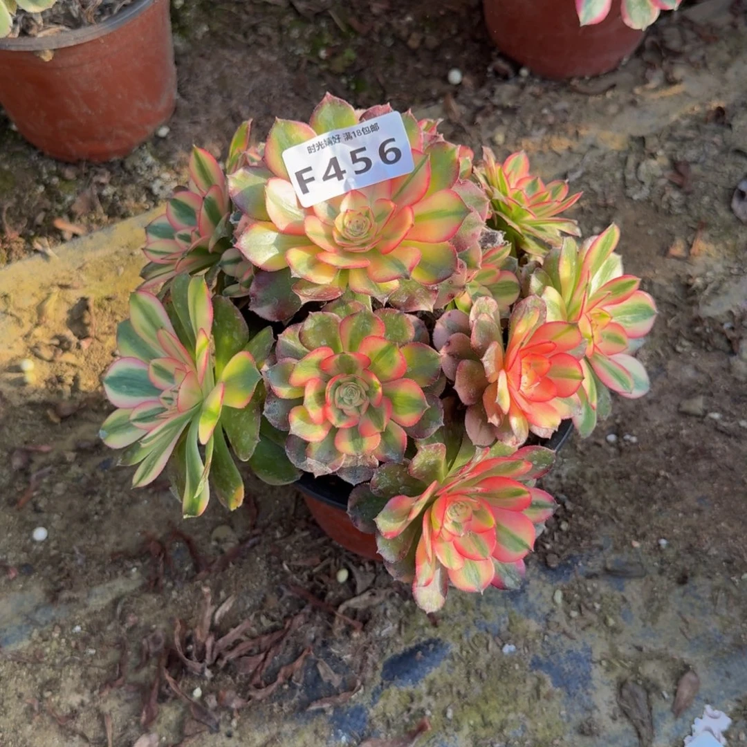 456荔枝。多肉植物