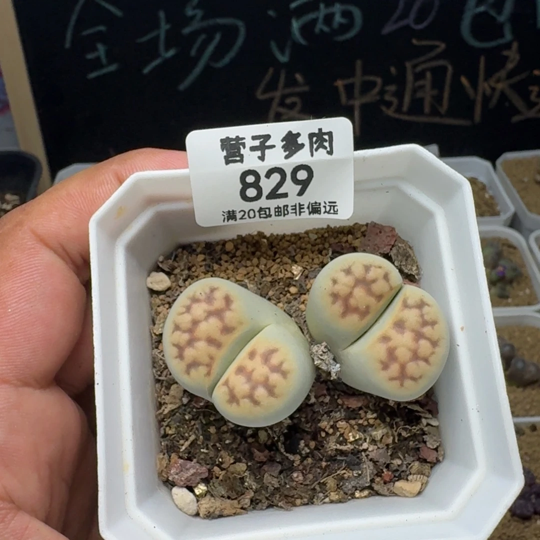 花纹玉。