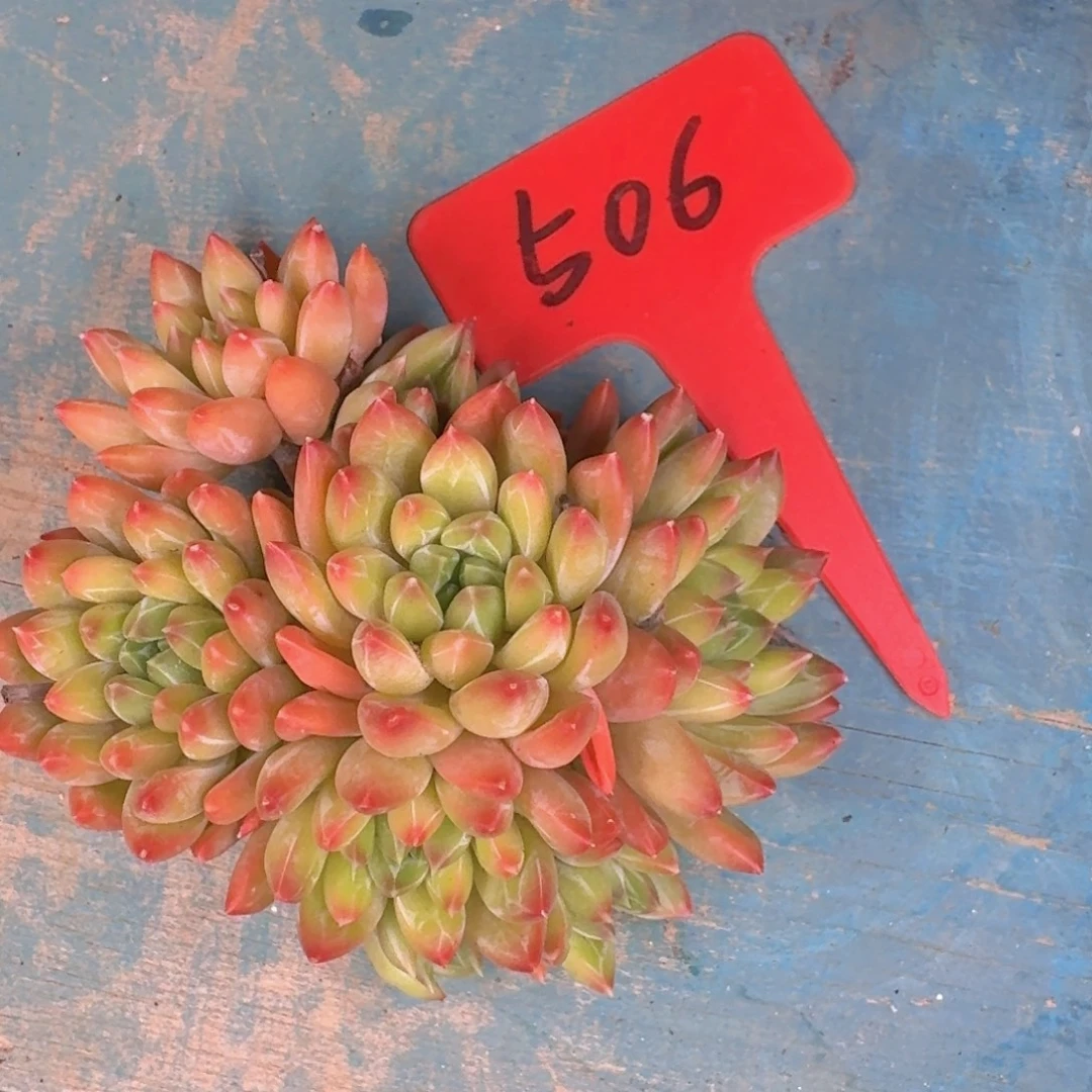 多肉植物和植物等植物