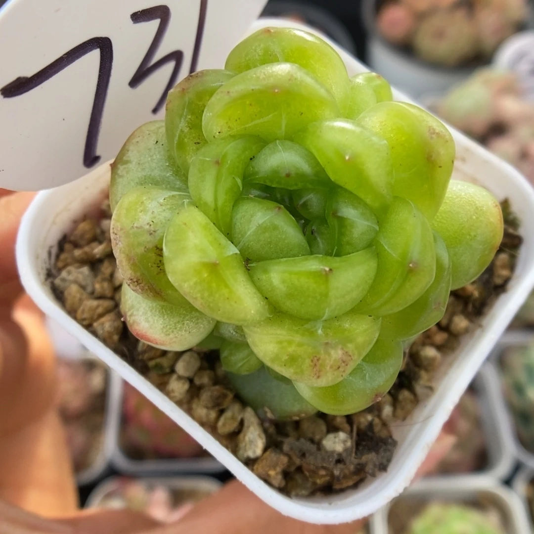 玲珑珍妮爆崽可拍731号