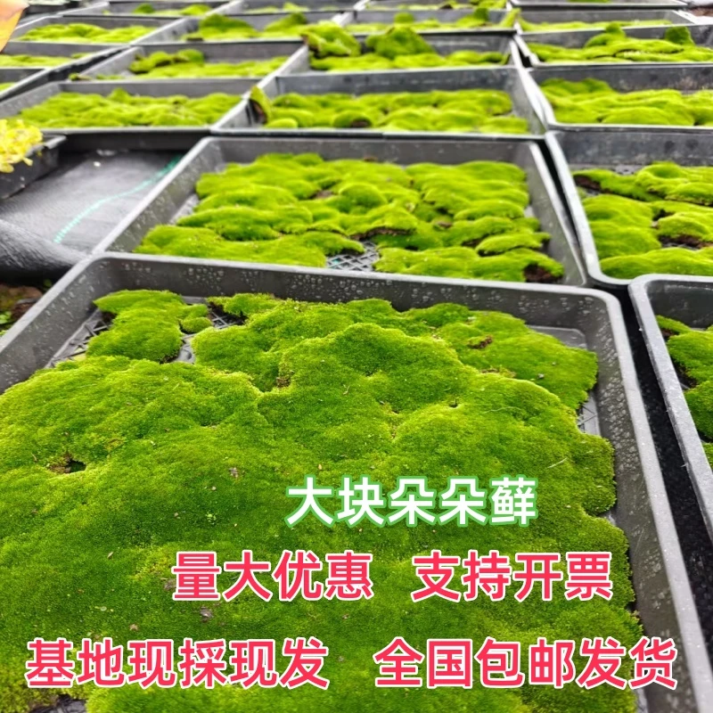 朵朵藓青苔藓人工养殖朵朵盆景雨林缸水陆缸苔藓景观生态青苔藓