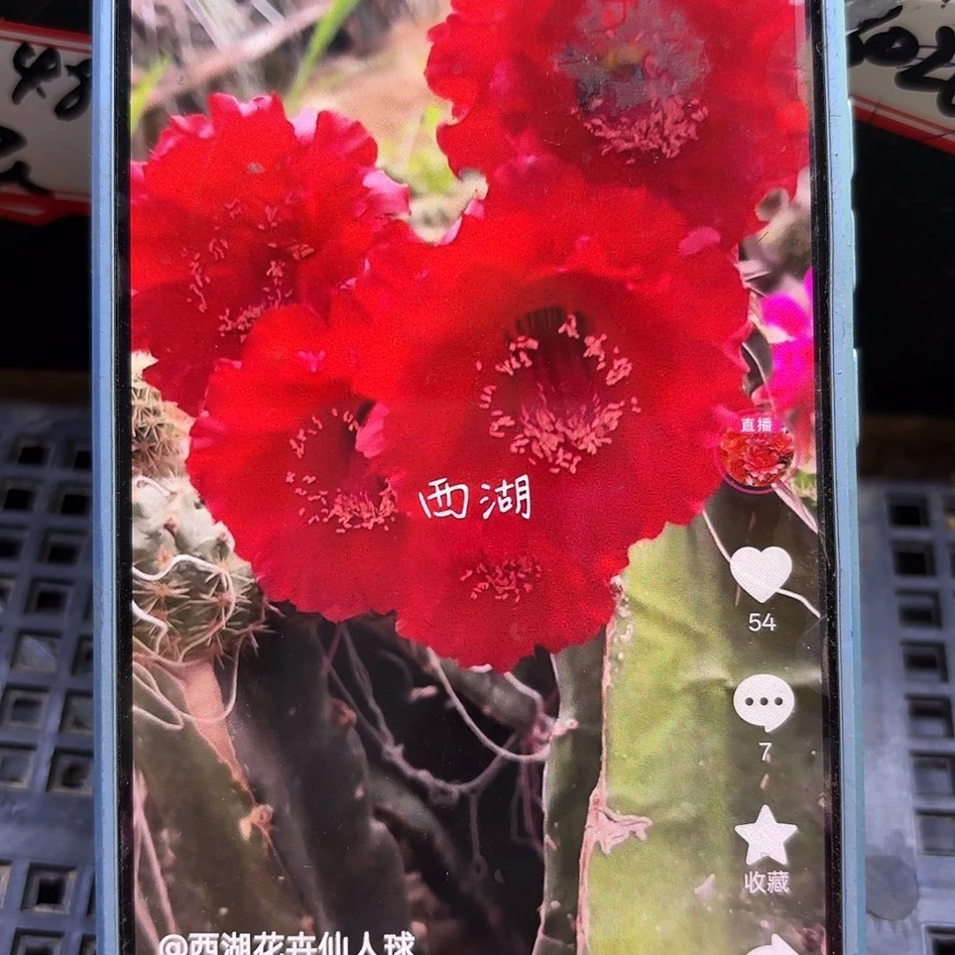 朱可可无根侧牙四公分39