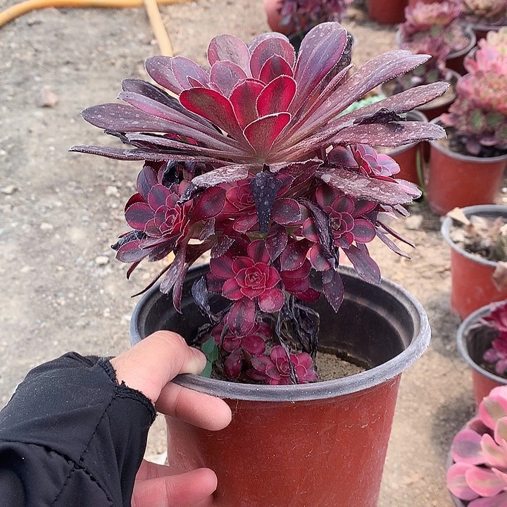 淡**风166香奈多肉植物
