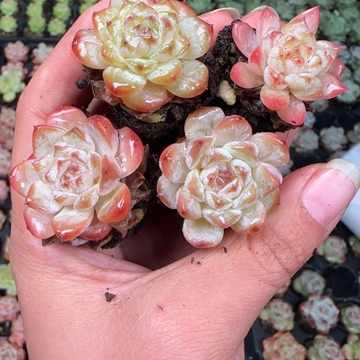 新店开播福利全场9.9包邮99