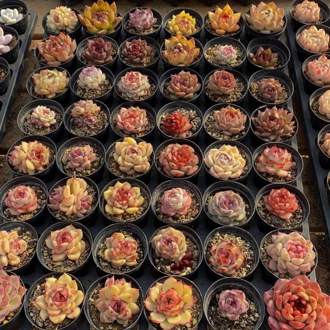 Y*442大任务完成任务了