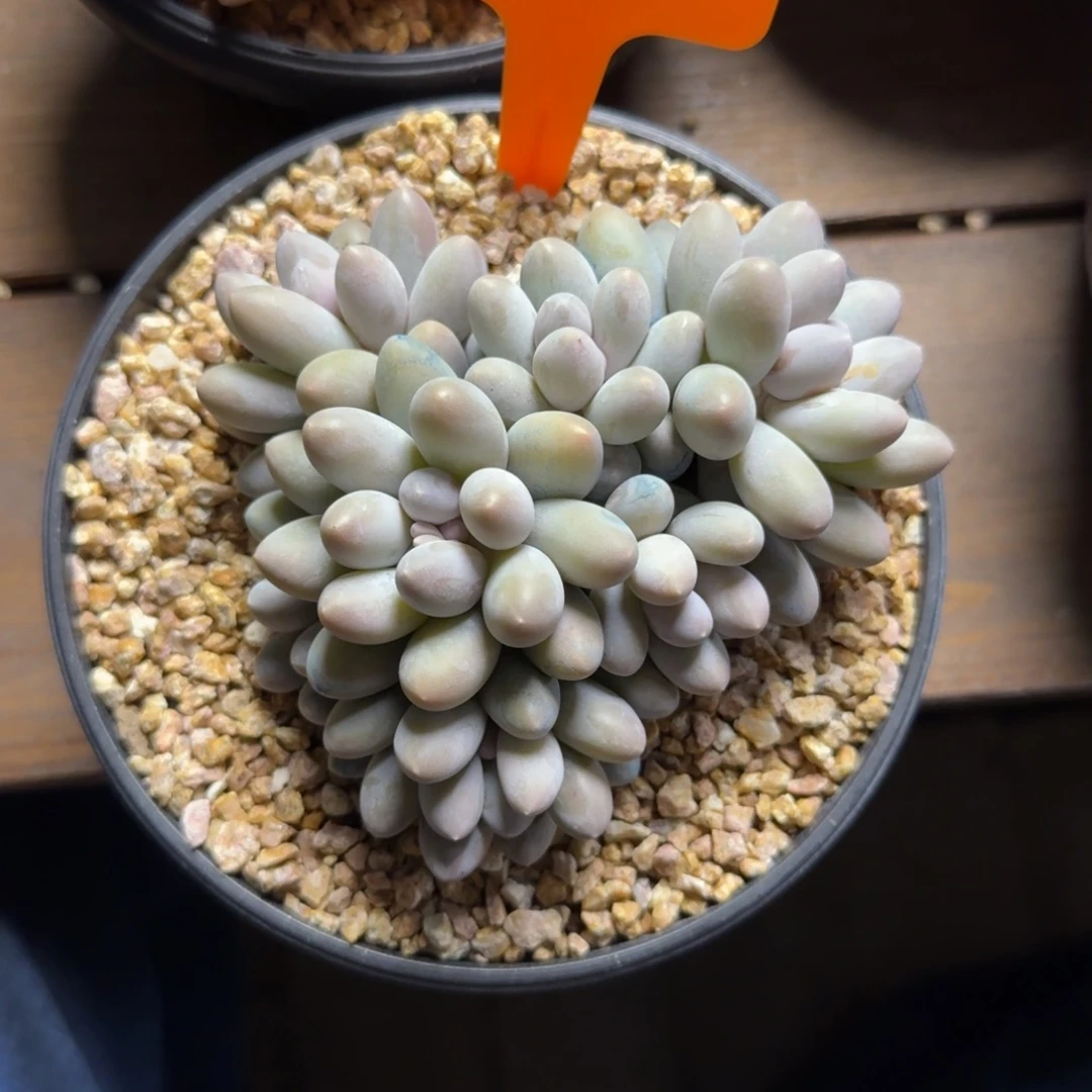 小汤圆55555555555555