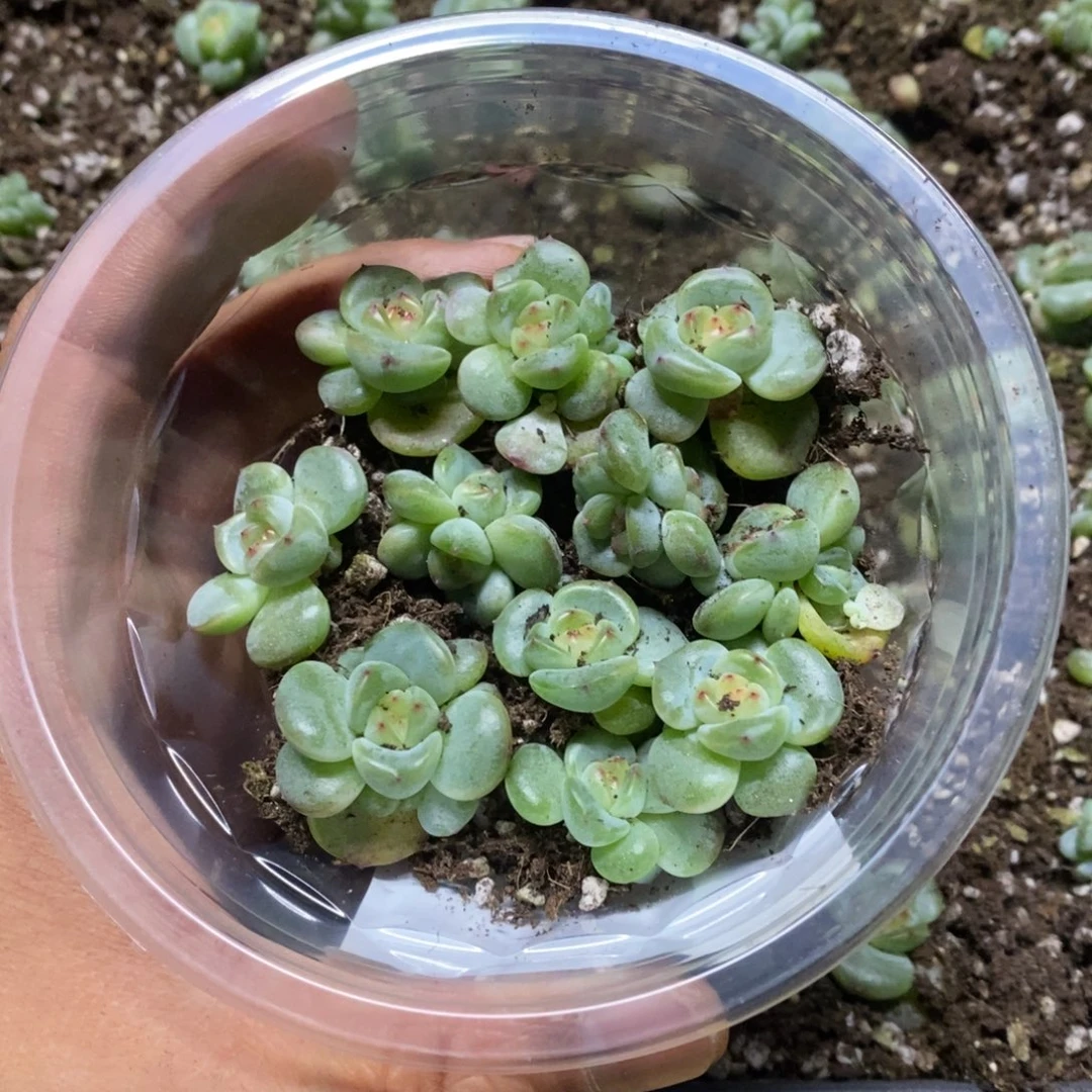 精品多肉切糕一盒B152