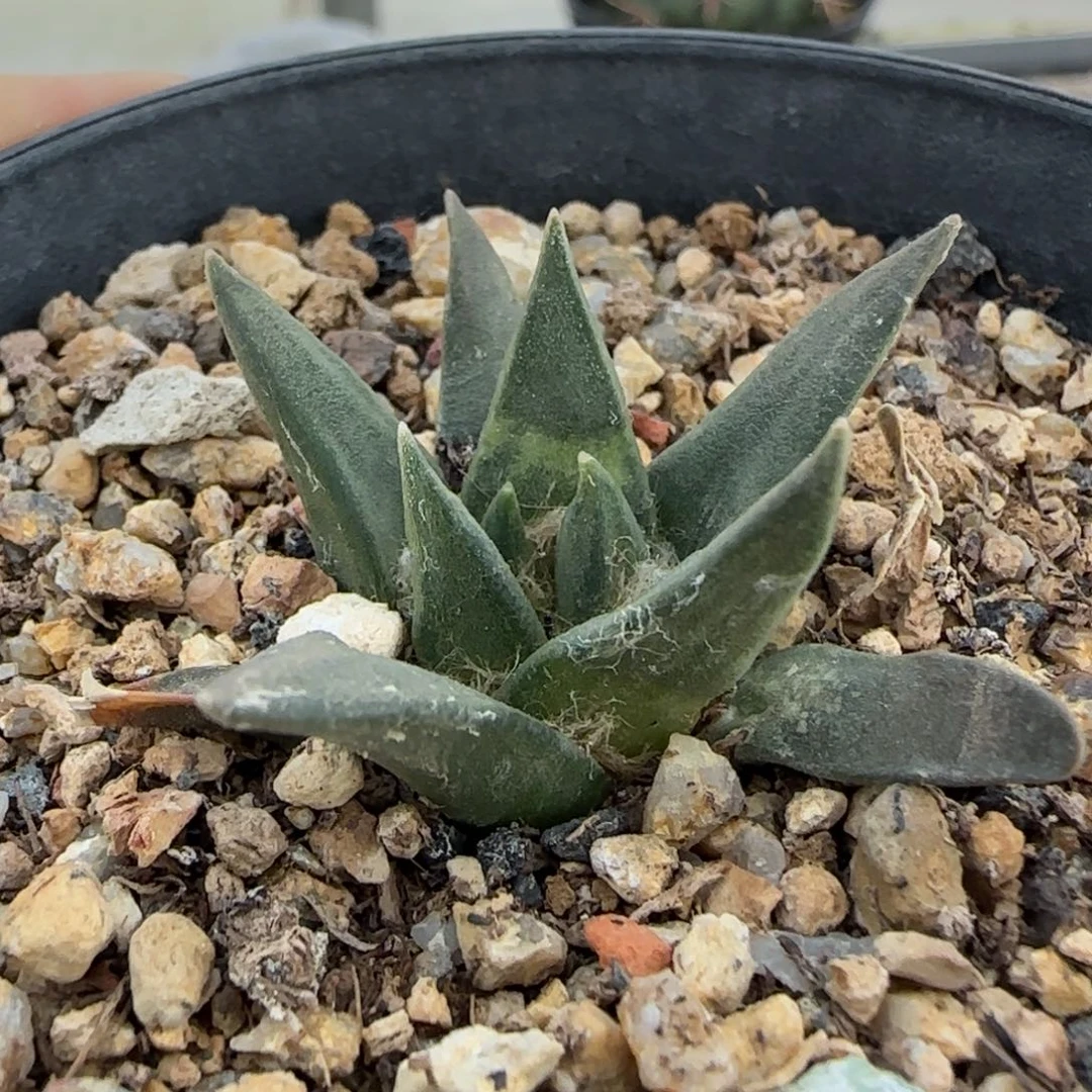 06实生龙牙草球多肉