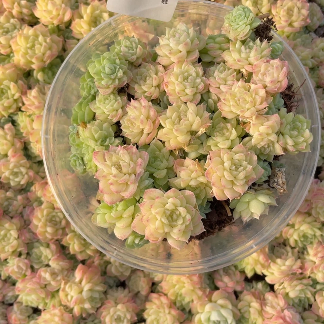 麦秆量拍一份一盒069
