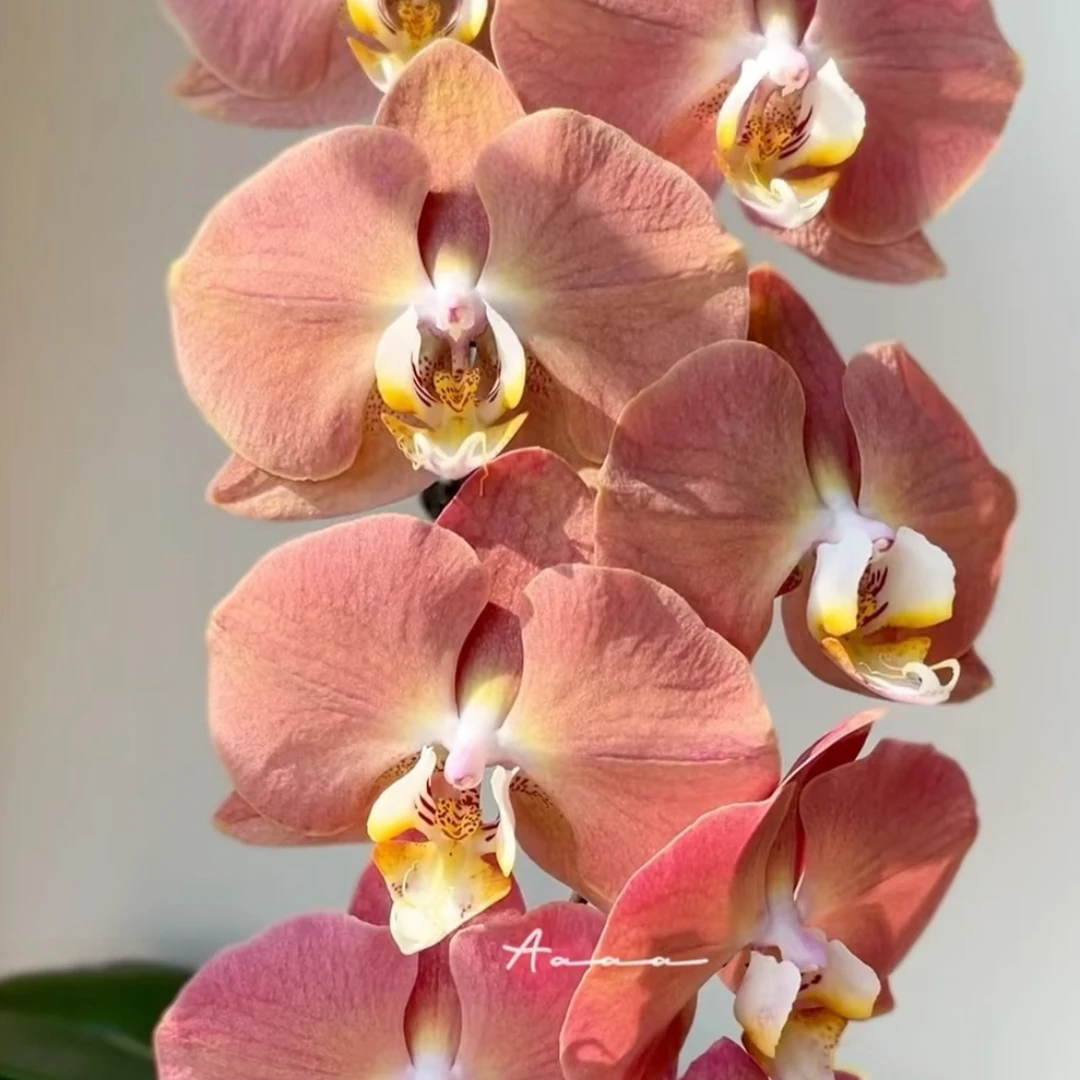 三文鱼蝴蝶兰3.5寸杯 出梗发货