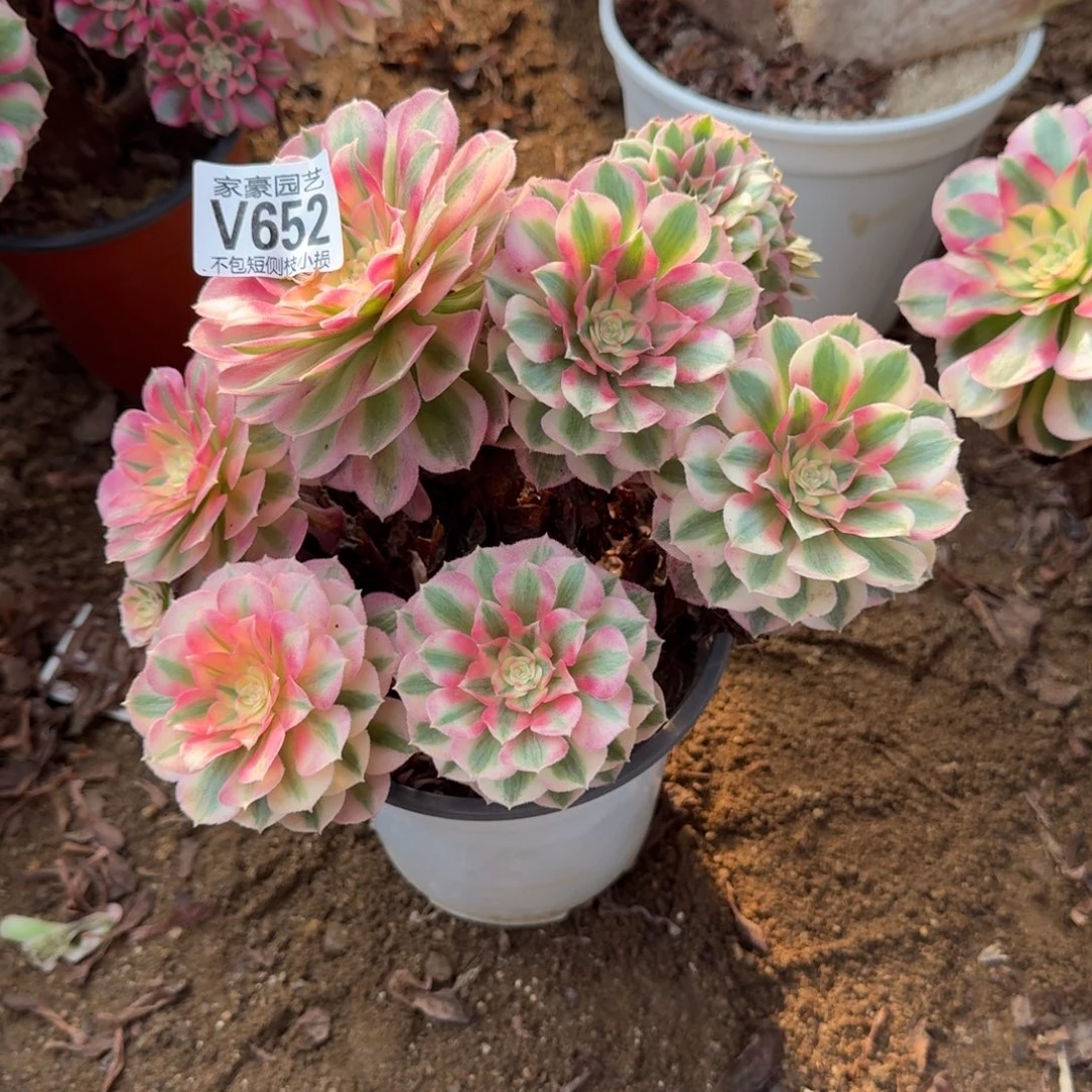 652倾城缀化22左右2