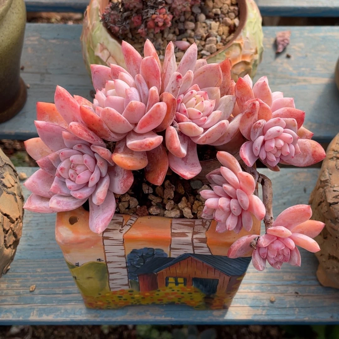 星颖朵朵缀整装无砍