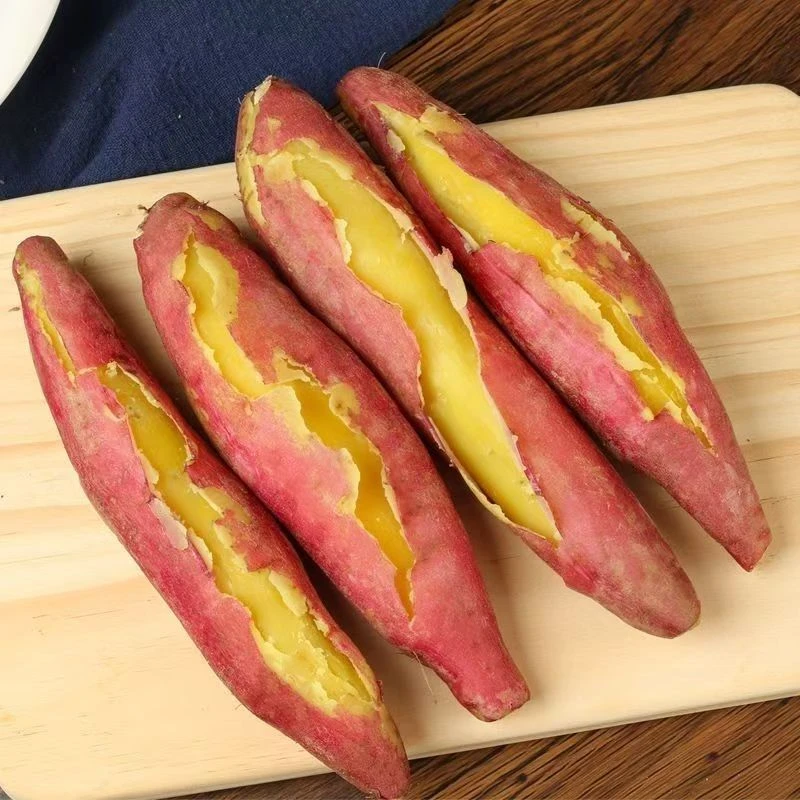 正宗陕西板栗红薯新鲜现挖沙地红薯粉糯香甜辅食粗粮