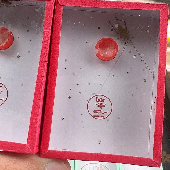 石志明特级大黄蛉一只
