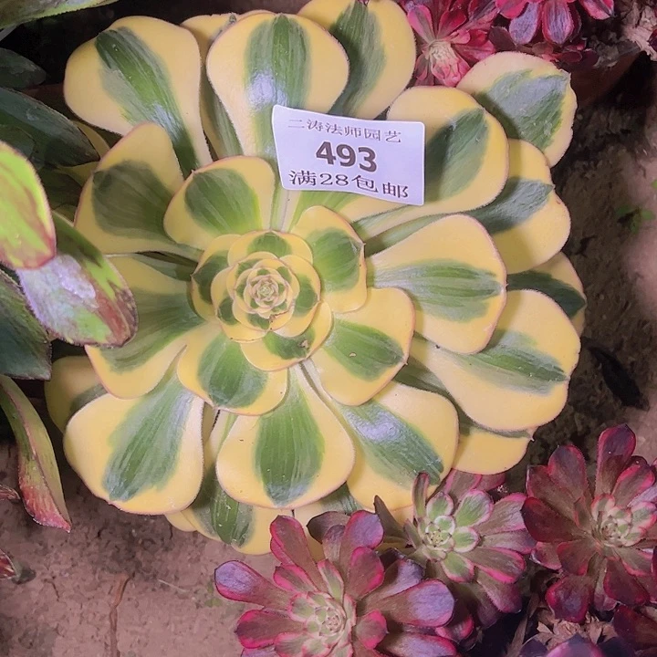 云*493军美丽多肉杆子有伤