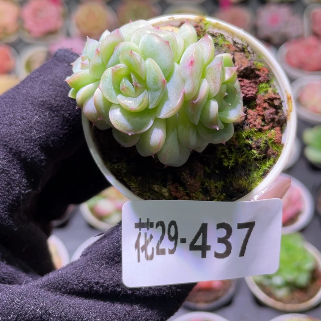 花利美29-437新品