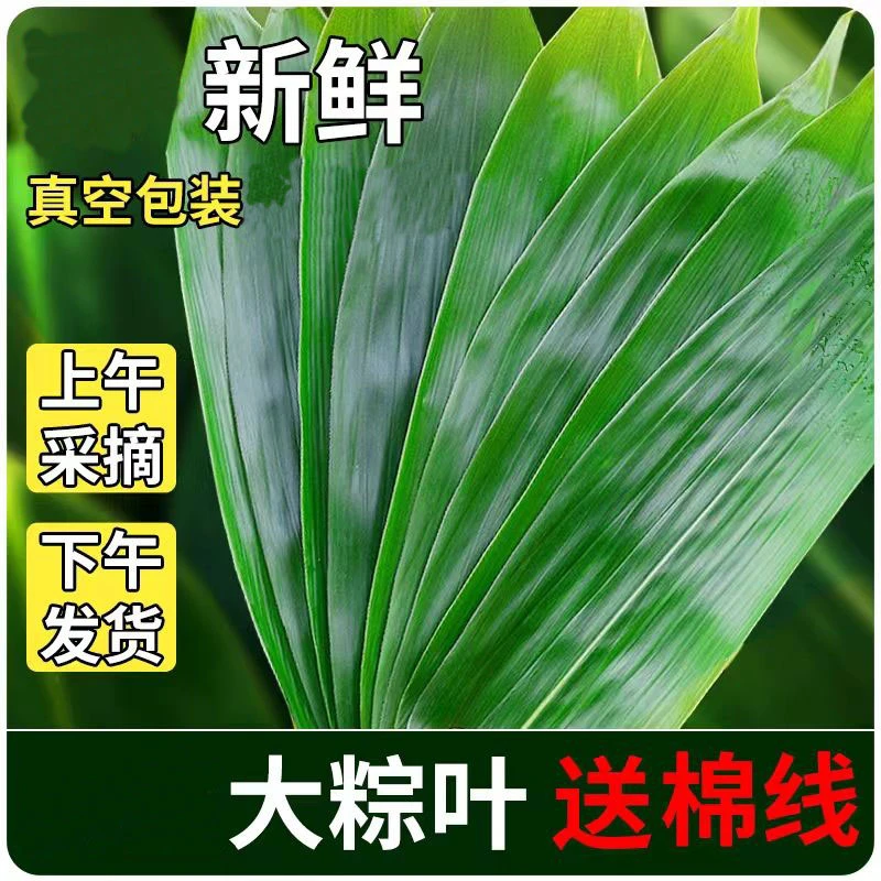 新鲜真空箬叶棕叶新鲜大号新叶包粽子专用叶子端午节商用批发粽叶